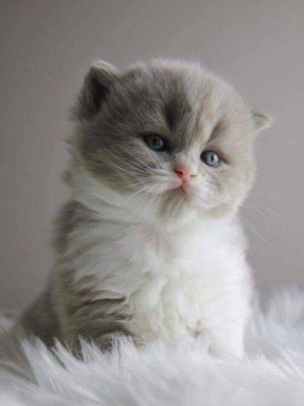 Пушистые кошки
