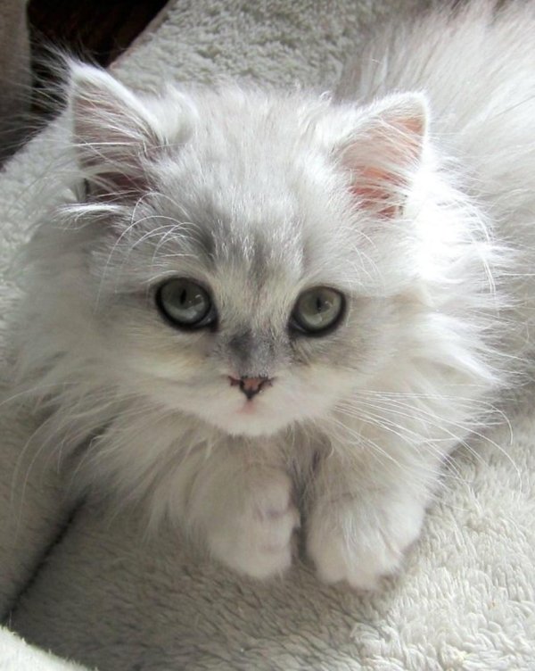 Пушистые кошки