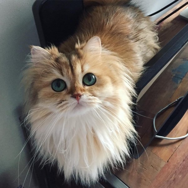 Пушистые кошки