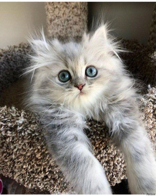 Пушистые кошки