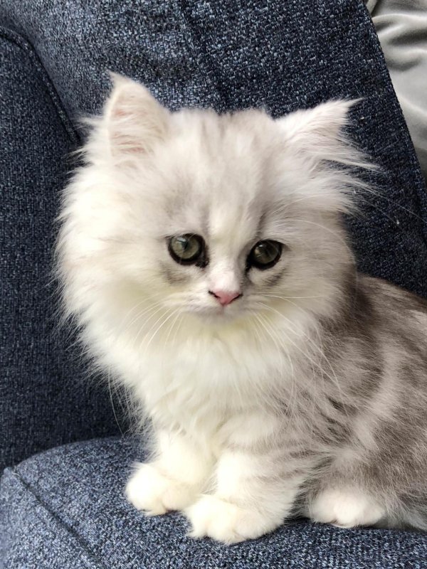 Пушистые кошки