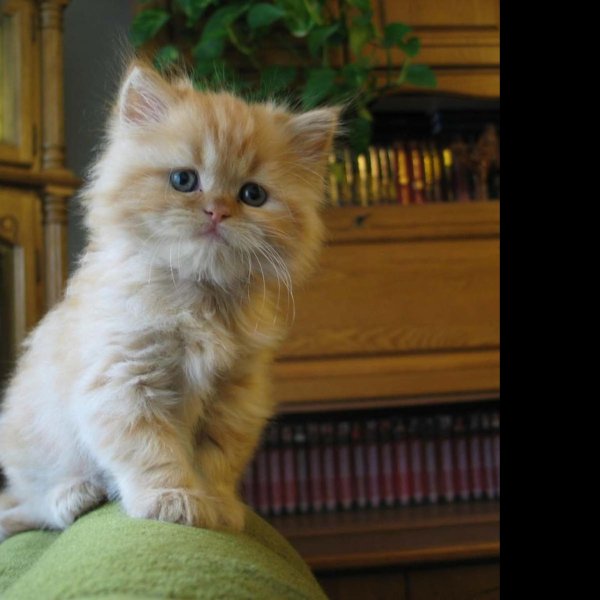 Пушистые кошки