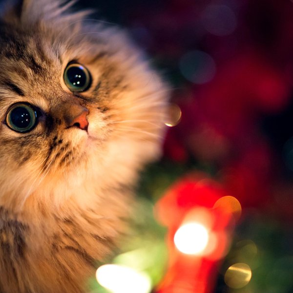 Пушистые кошки