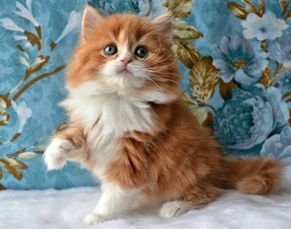 Пушистые кошки