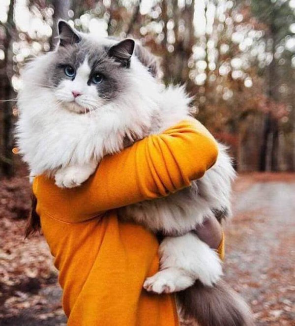 Пушистые кошки