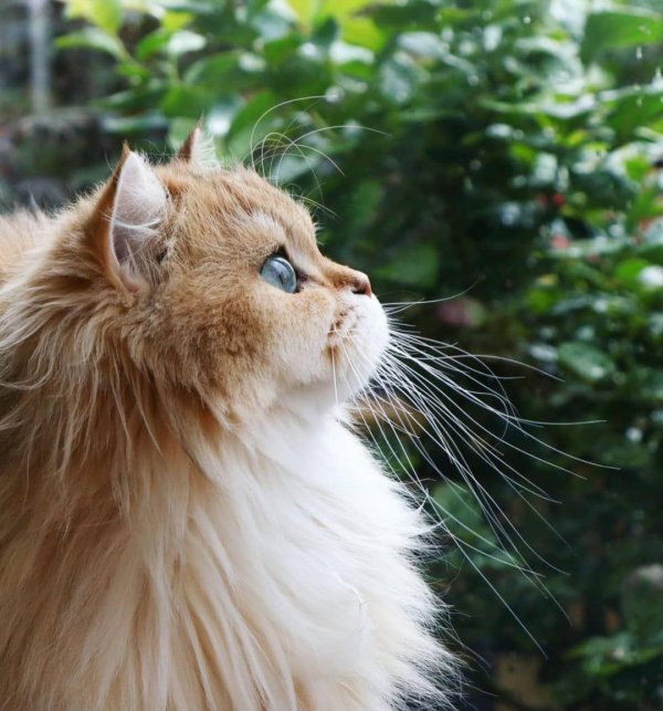 Пушистые кошки