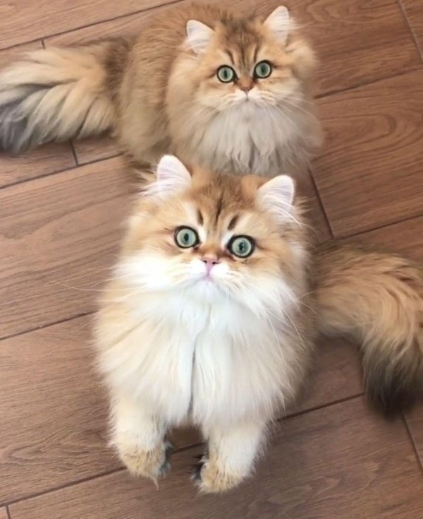 Пушистые кошки