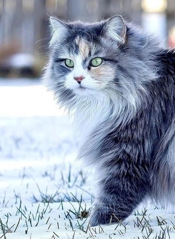 Пушистые кошки