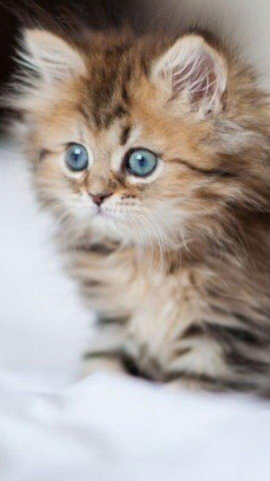 Пушистые кошки