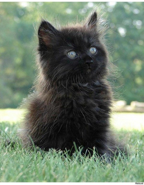 Пушистые кошки