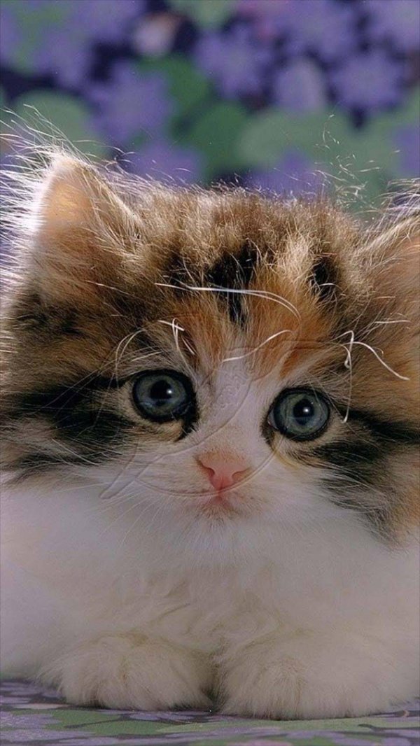 Пушистые кошки