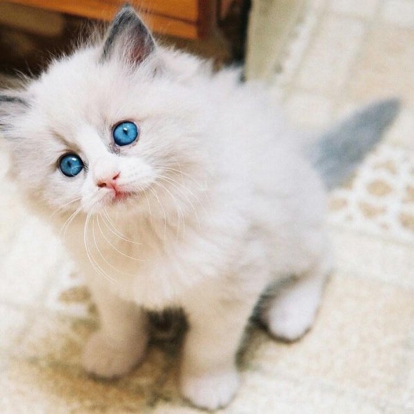 Пушистые кошки