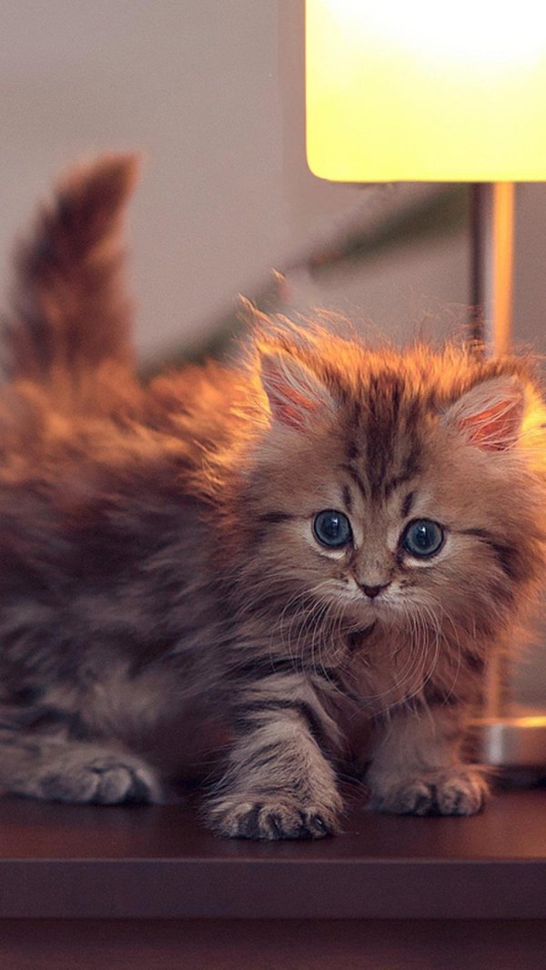 Пушистые кошки