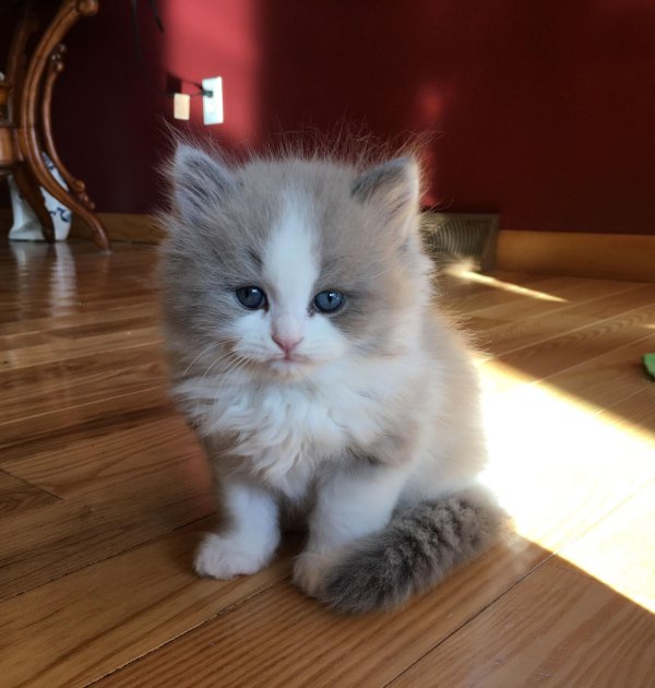 Пушистые кошки