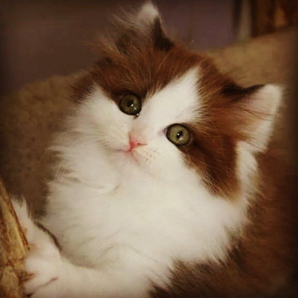 Пушистые кошки