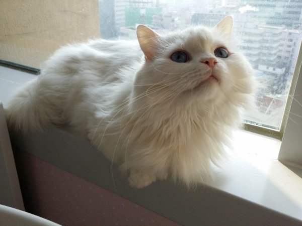 Пушистые кошки