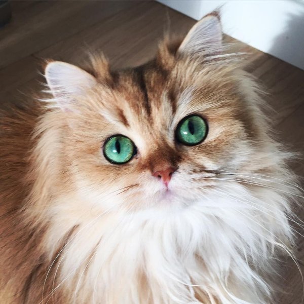 Пушистые кошки