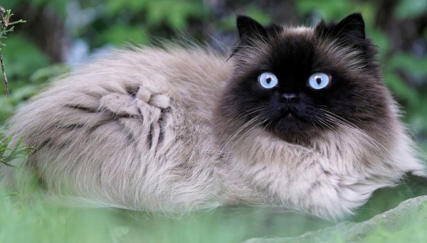 Пушистые кошки