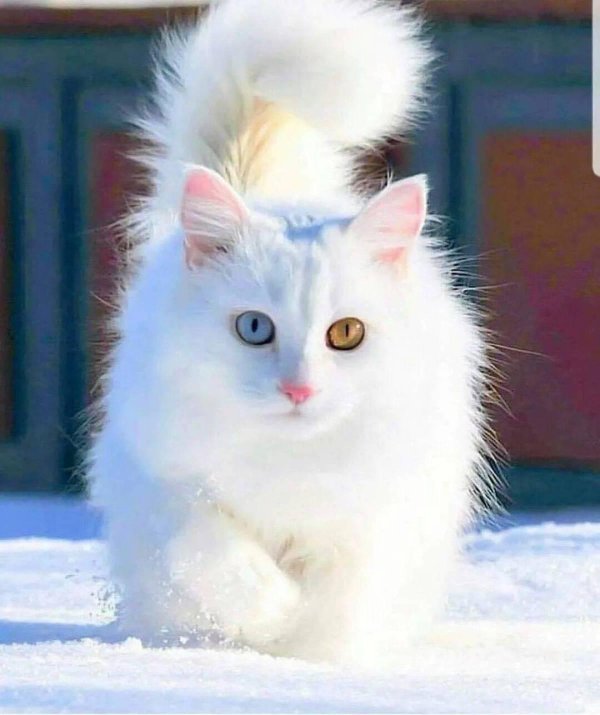 Пушистые кошки