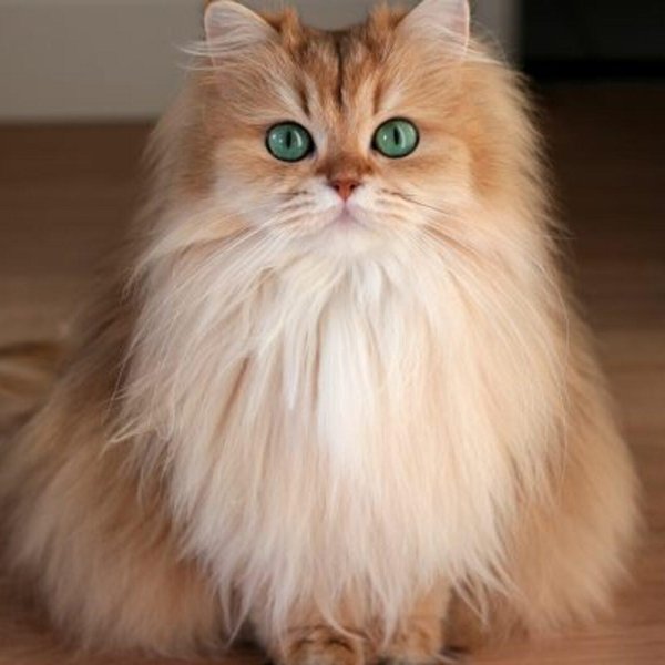 Пушистые кошки