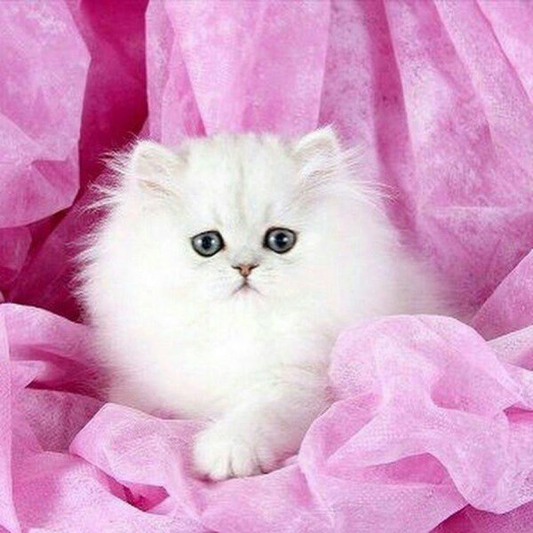 Пушистые кошки