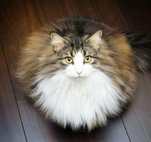 Пушистые кошки