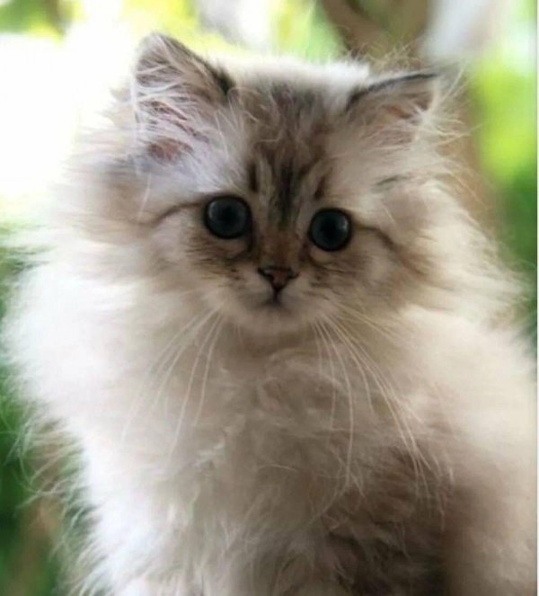 Пушистые кошки