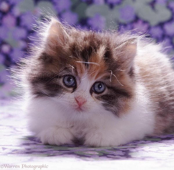 Пушистые кошки