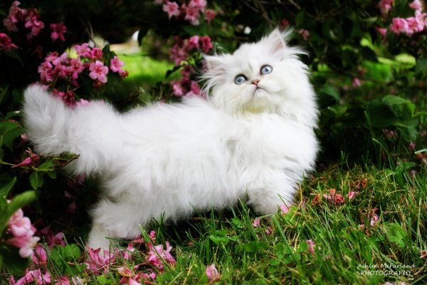 Пушистые кошки