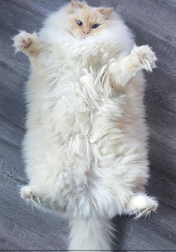 Пушистые кошки