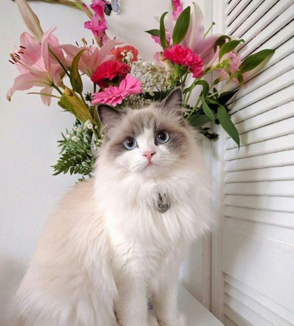 Пушистые кошки