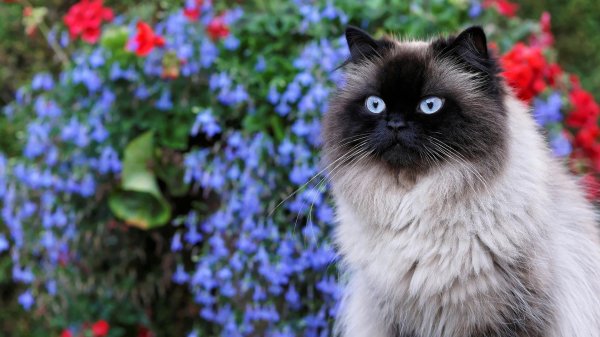 Пушистые кошки