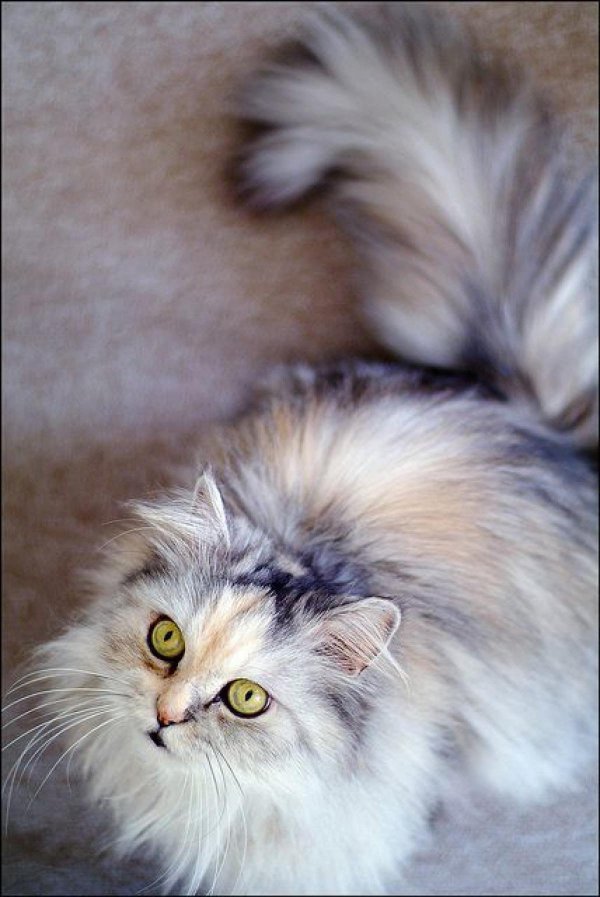 Пушистые кошки