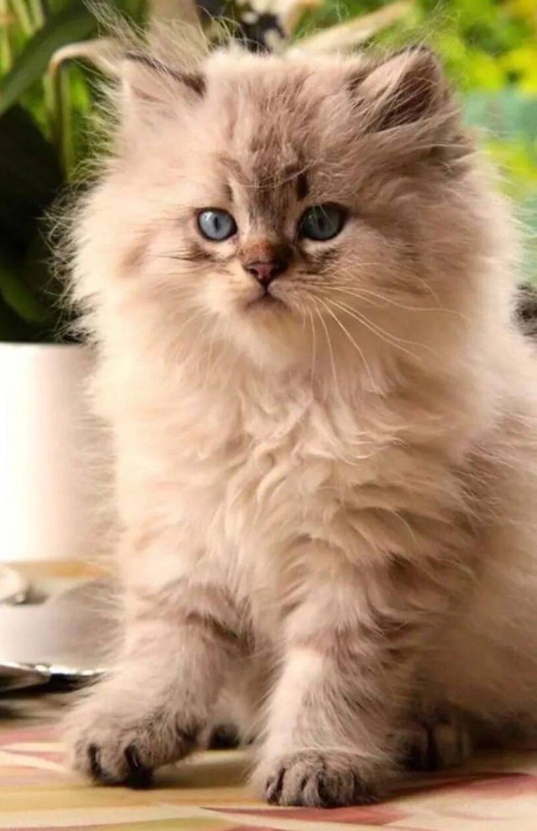 Пушистые кошки