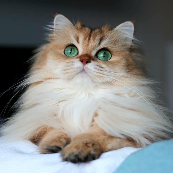 Пушистые кошки