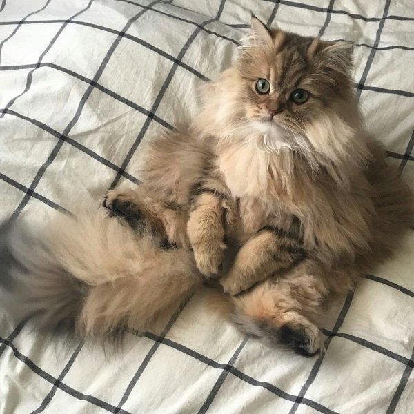 Пушистые кошки