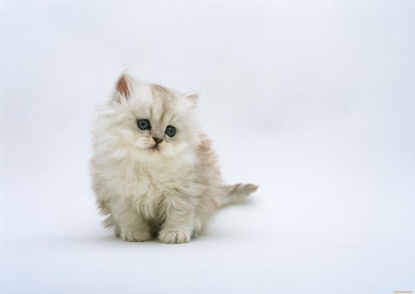 Пушистые кошки