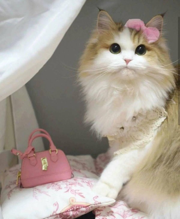 Пушистые кошки