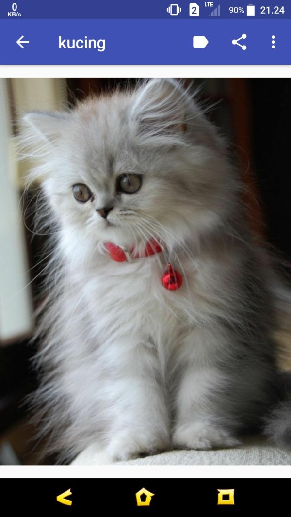 Пушистые кошки