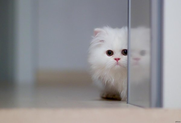 Пушистые кошки