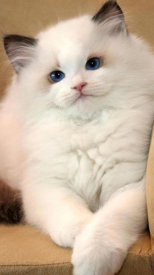 Пушистые кошки