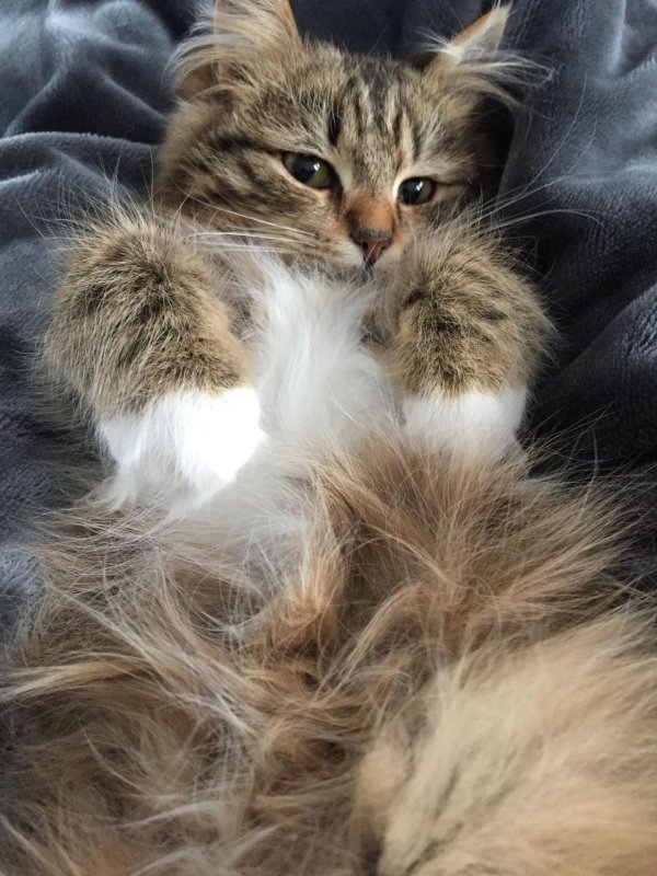 Пушистые кошки