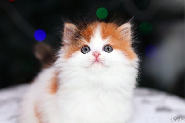 Пушистые кошки