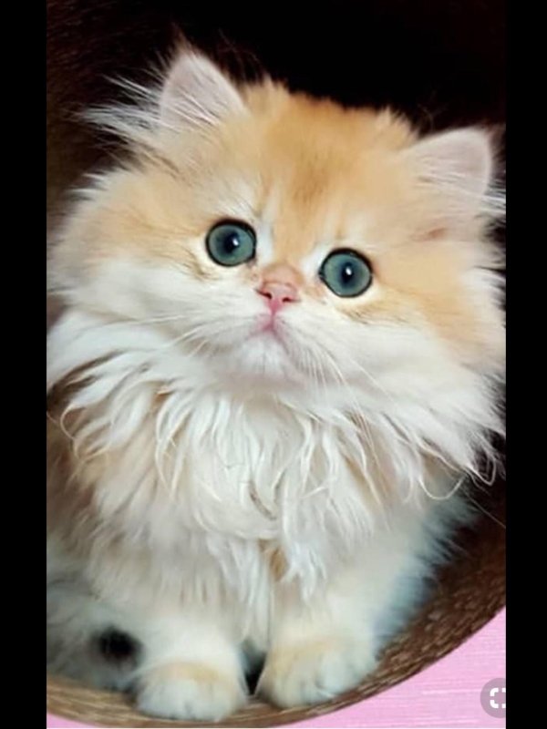 Пушистые кошки