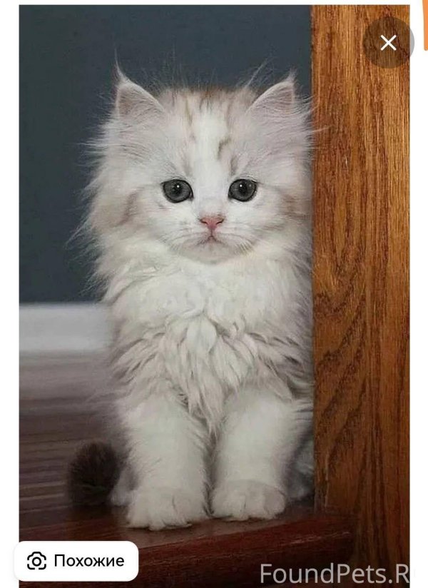 Пушистые кошки