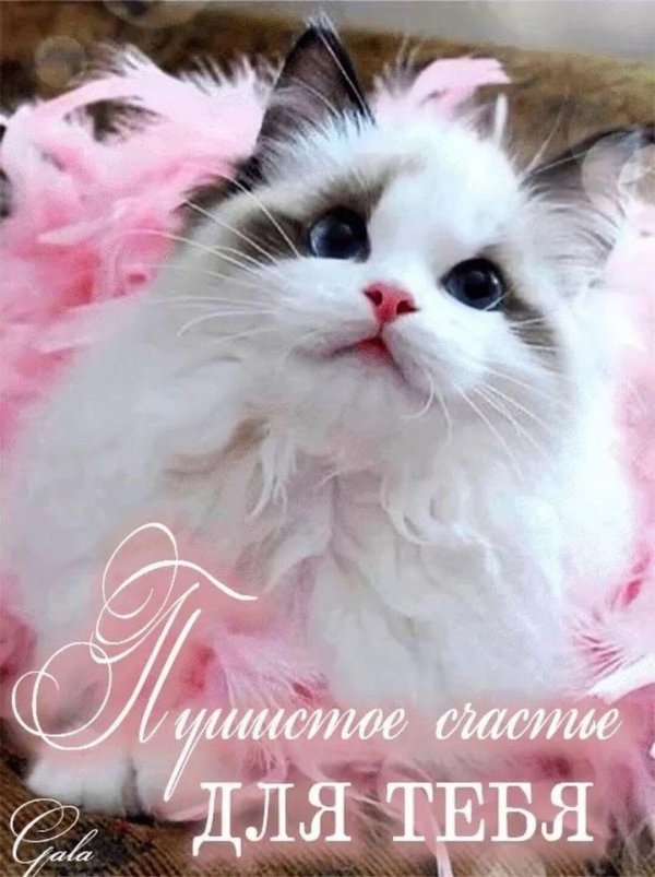 Пушистые кошки