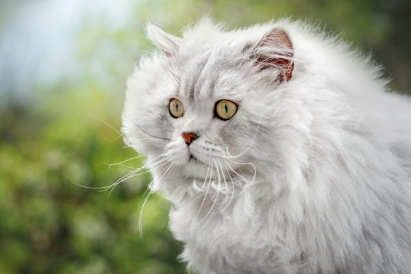 Пушистые кошки