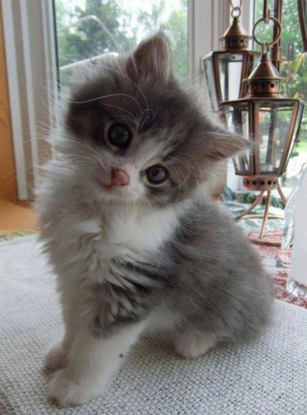 Пушистые кошки