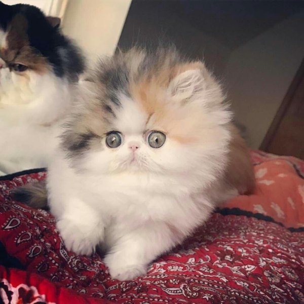 Пушистые кошки