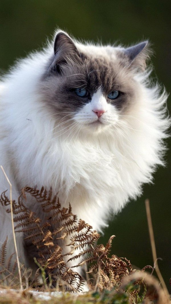 Пушистые кошки